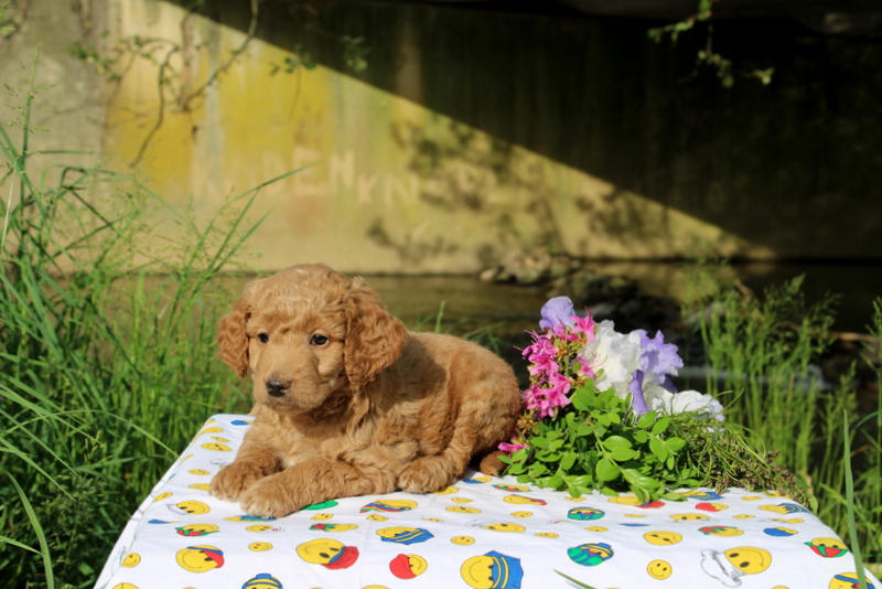 puppy, for, sale, Miniature Poodle,   Little Stream Estates LLC, dog, breeder, Lititz, PA, dog-breeder, puppy-for-sale, forsale, nearby, find, puppyfind, locator, puppylocator, aca